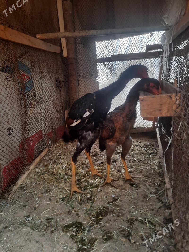 bayes - Murgap - img 1