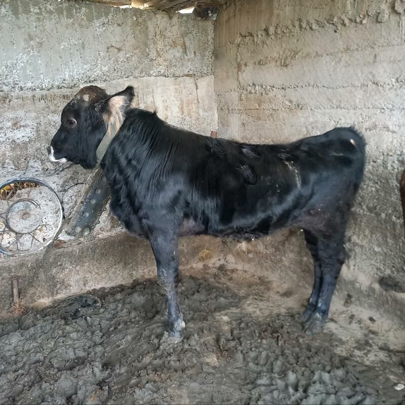 Okuz swet - Багир - img 1