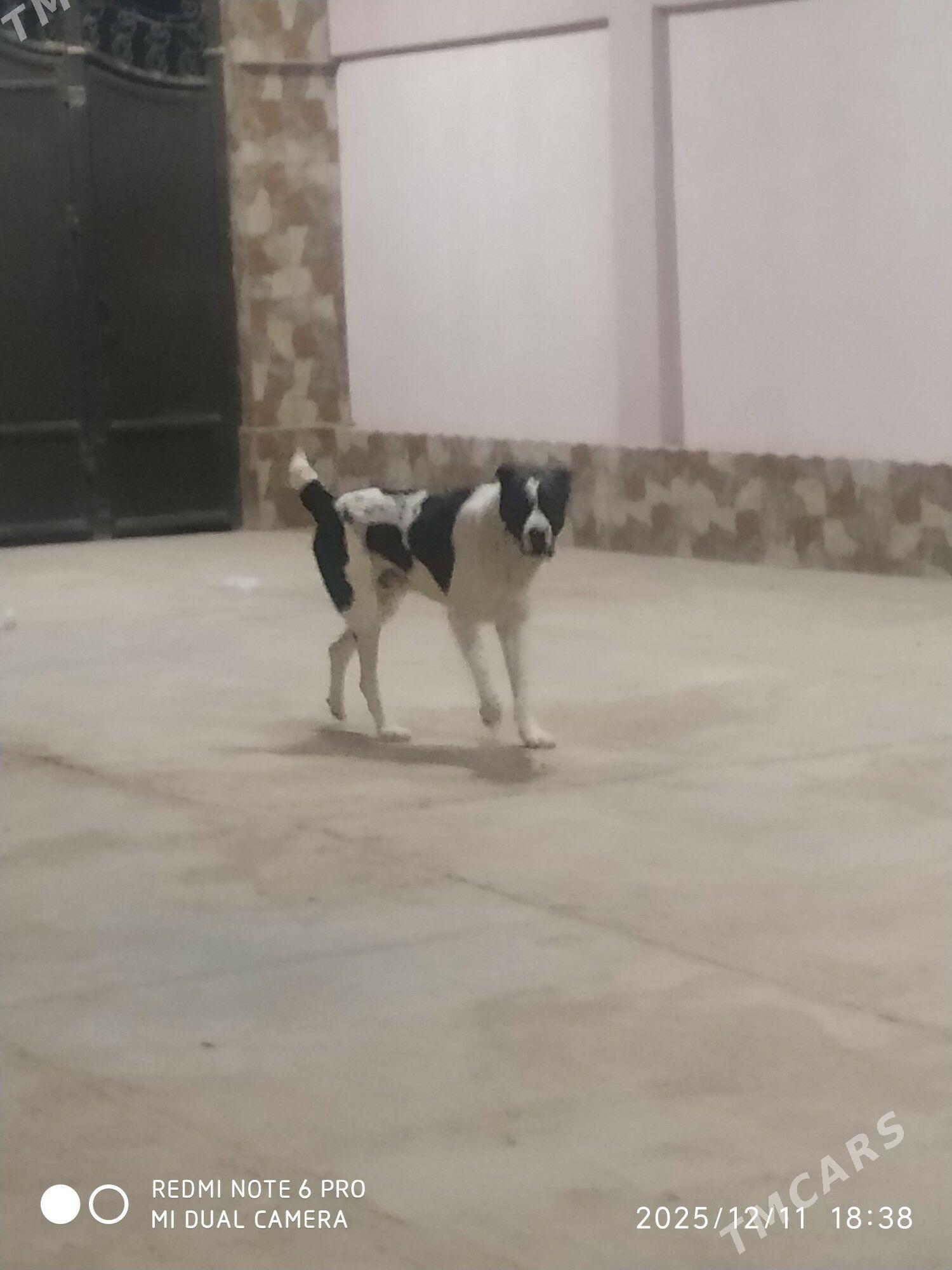 гара - Мары - img 1