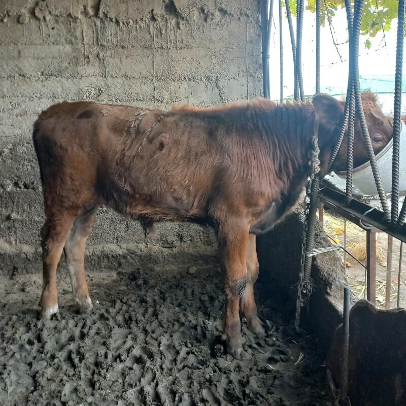 Okuz - Багир - img 1