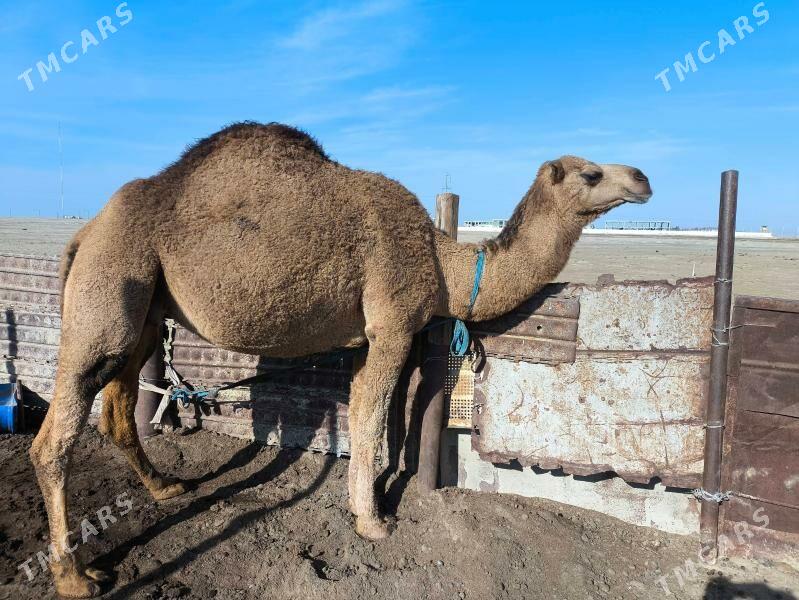 Düýe - Esenguly - img 1