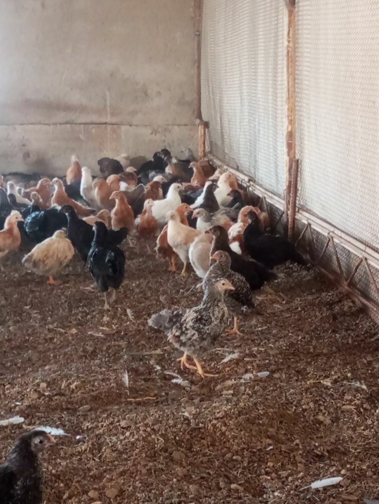 jüyje - Мары - img 1