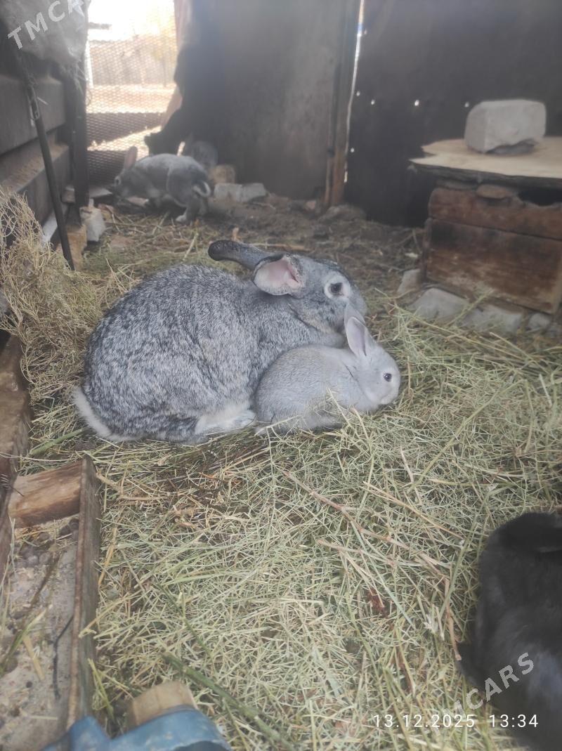 welikan. towşan - Babadaýhan - img 1