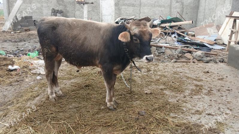 Okuz - Bäherden - img 1