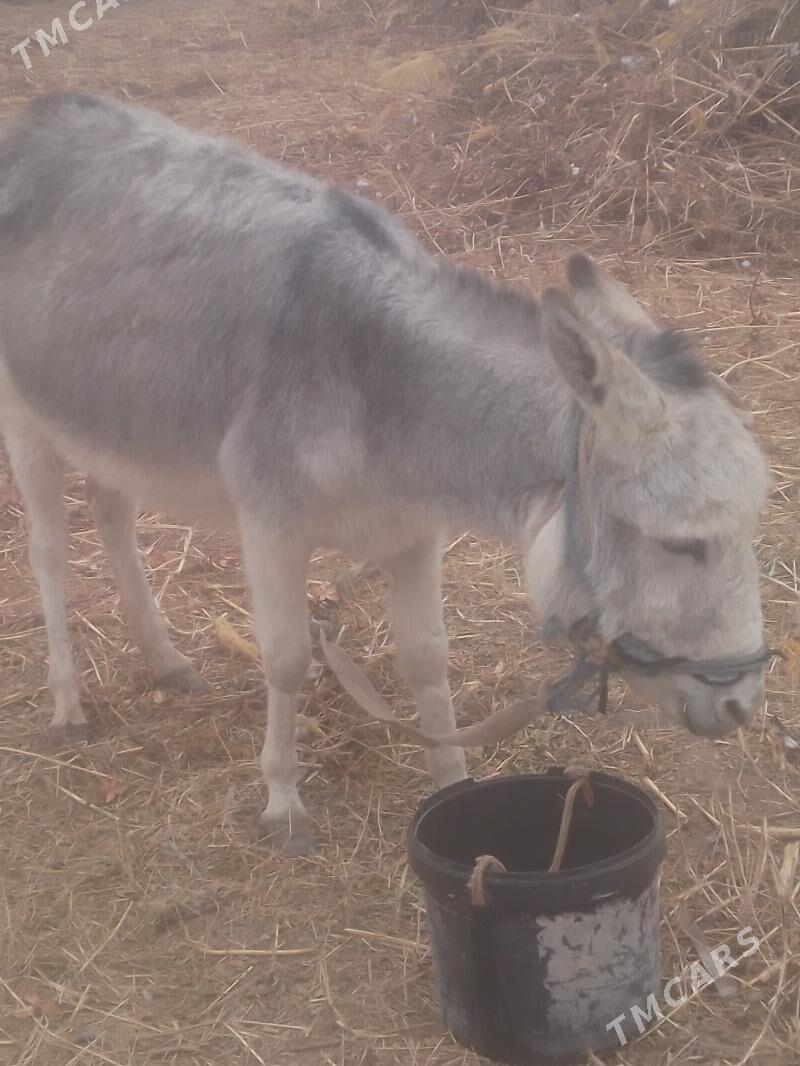 esek - Boldumsaz - img 1