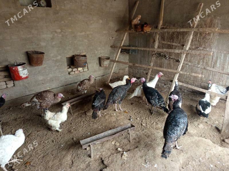 indukinduk - Wekilbazar - img 1