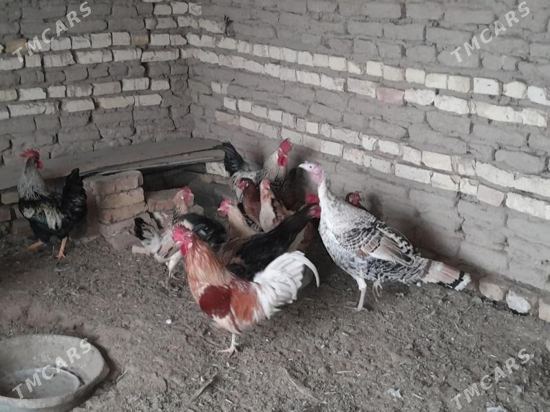 Horazlar - Murgap - img 1