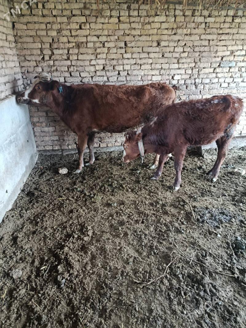 Hojekli sygyr - Çärjew - img 1