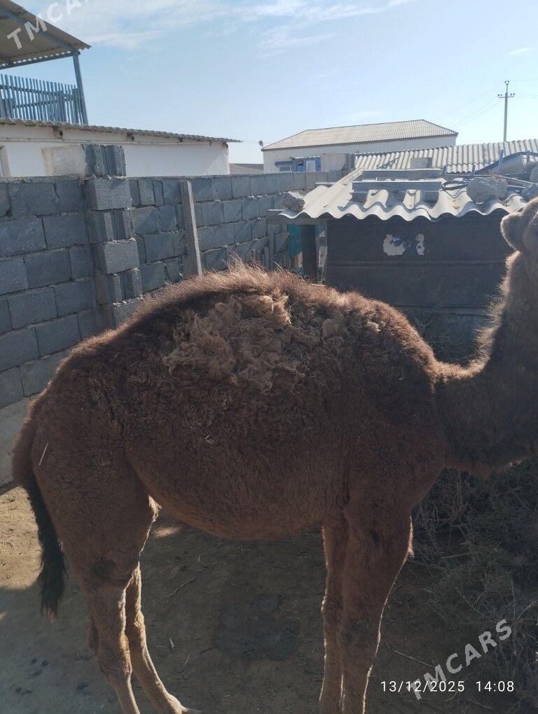 ogshuk - Esenguly - img 1