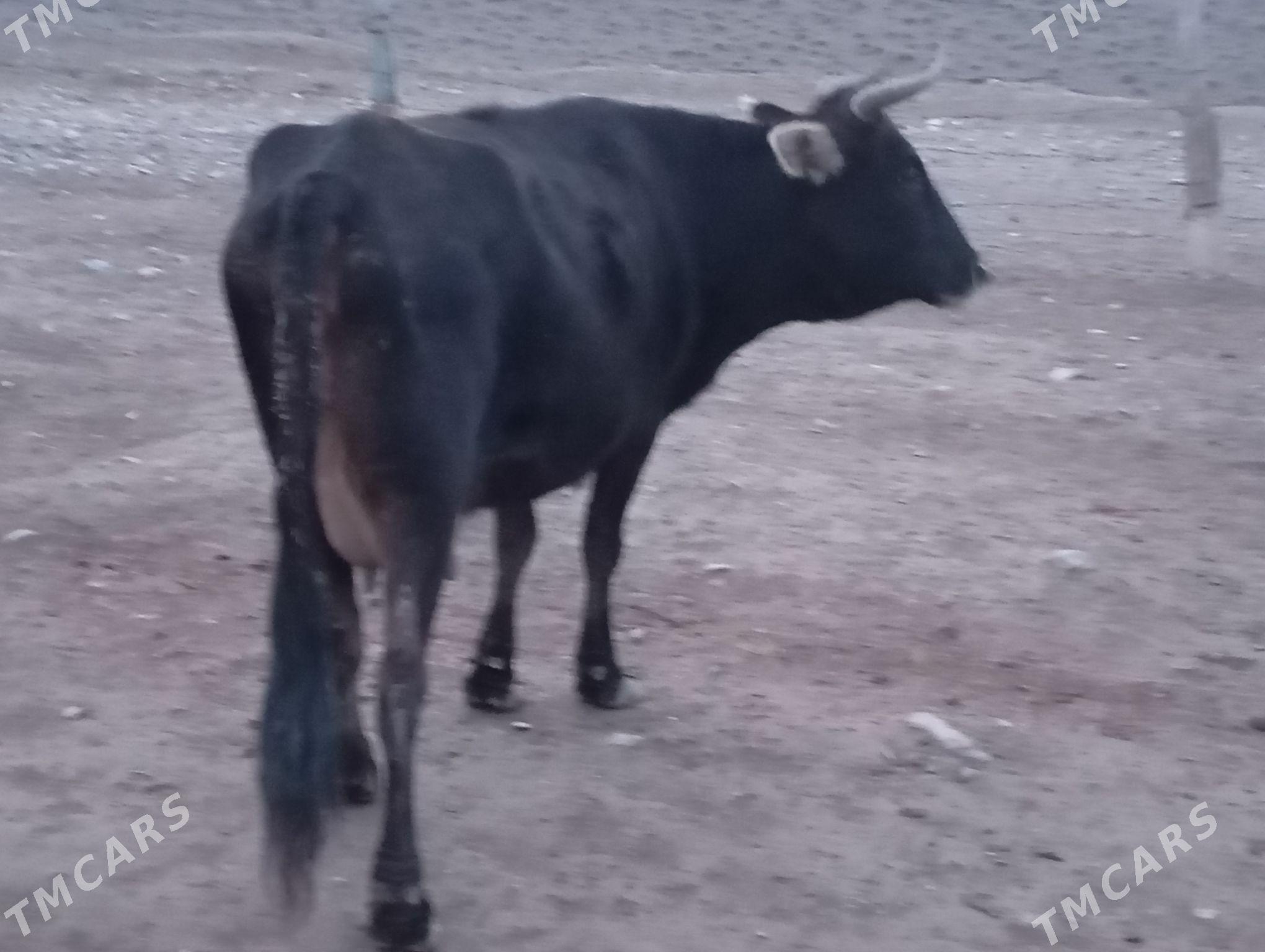 Goleli sygyr - Gyzylarbat - img 1