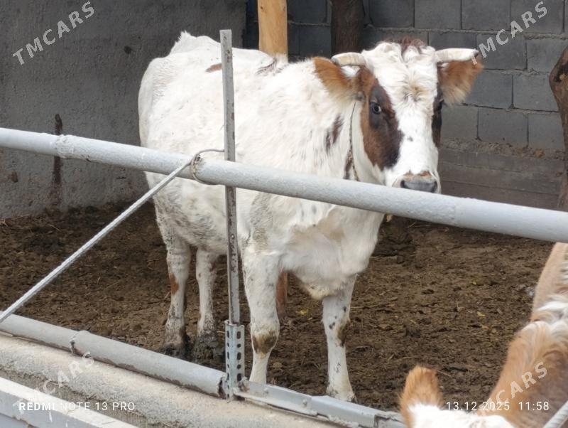 Bogaz Sygyr - Ашхабад - img 1