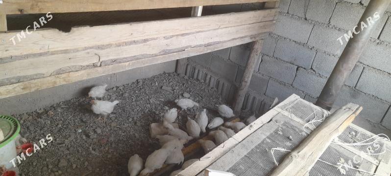 Eyran juyjeler - Кака - img 1