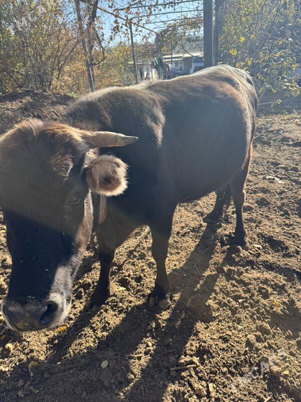 сыгыр - Махтумкули - img 1