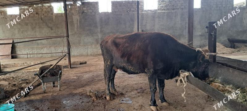 Sygyr Semiz - Garadamak - img 1