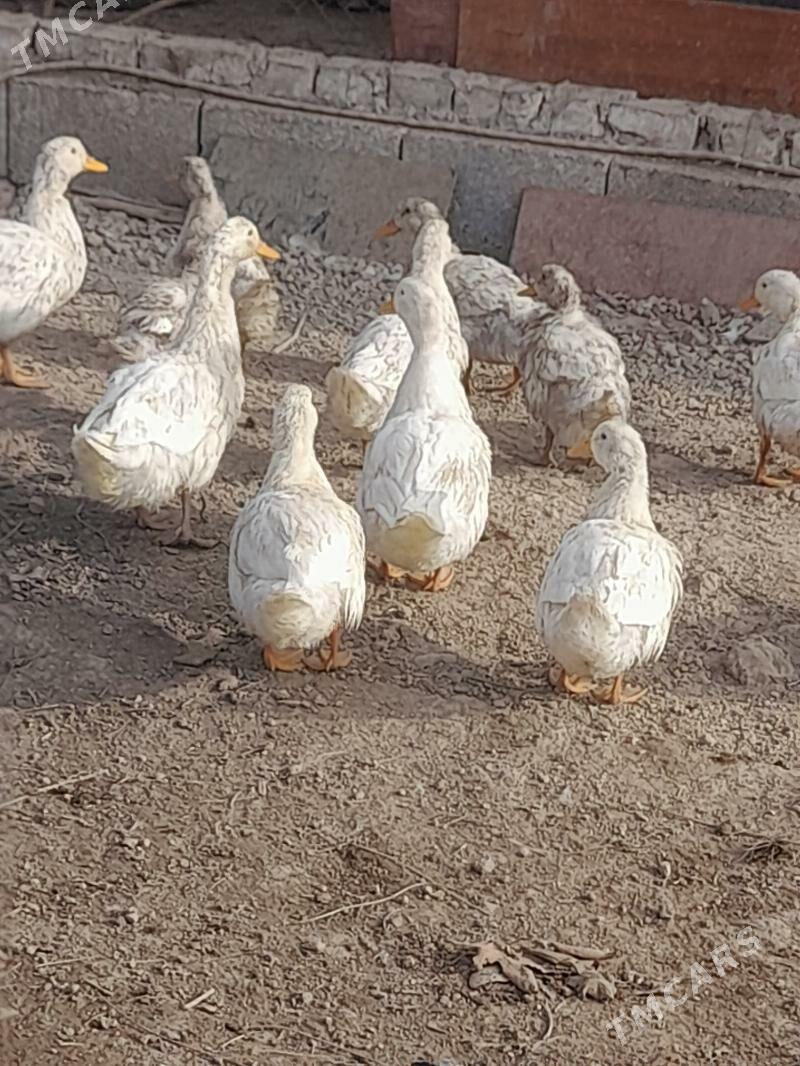 gak gak ordek - Кака - img 1