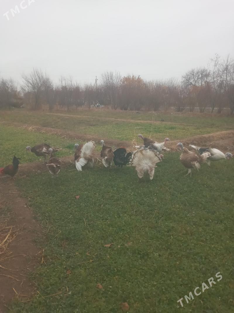 Erkek Indyuklar - Türkmenabat - img 1