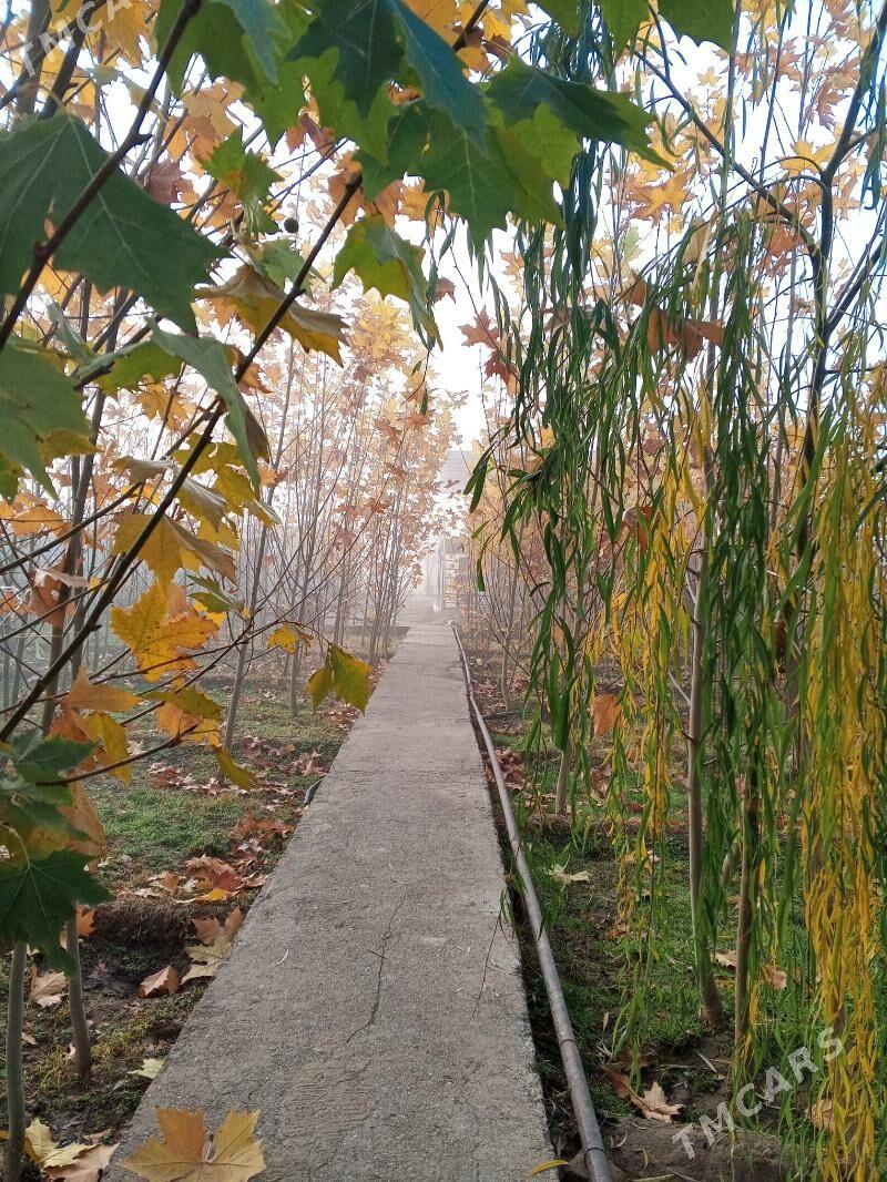 çynar - Янбаш - img 1