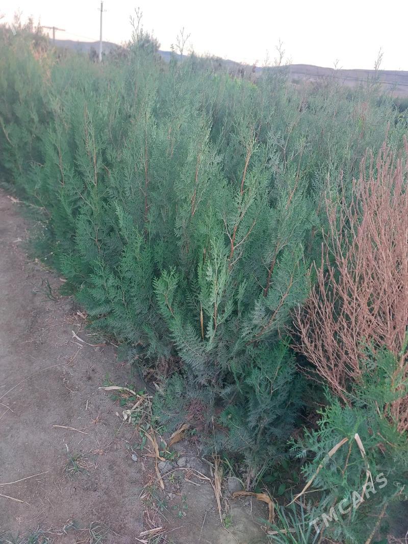 Nahallar - Махтумкули - img 1