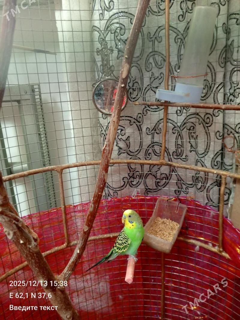 попугайчик волнистый - Байрамали - img 1