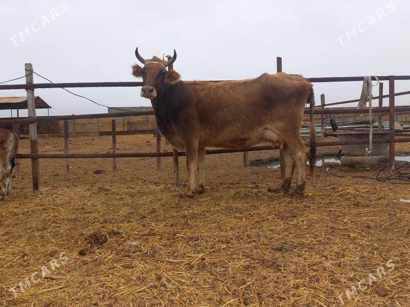 göleli. - Wekilbazar - img 1