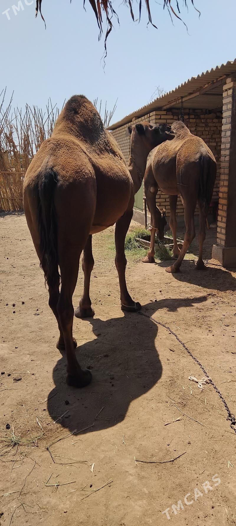 Düýe - Babadaýhan - img 1