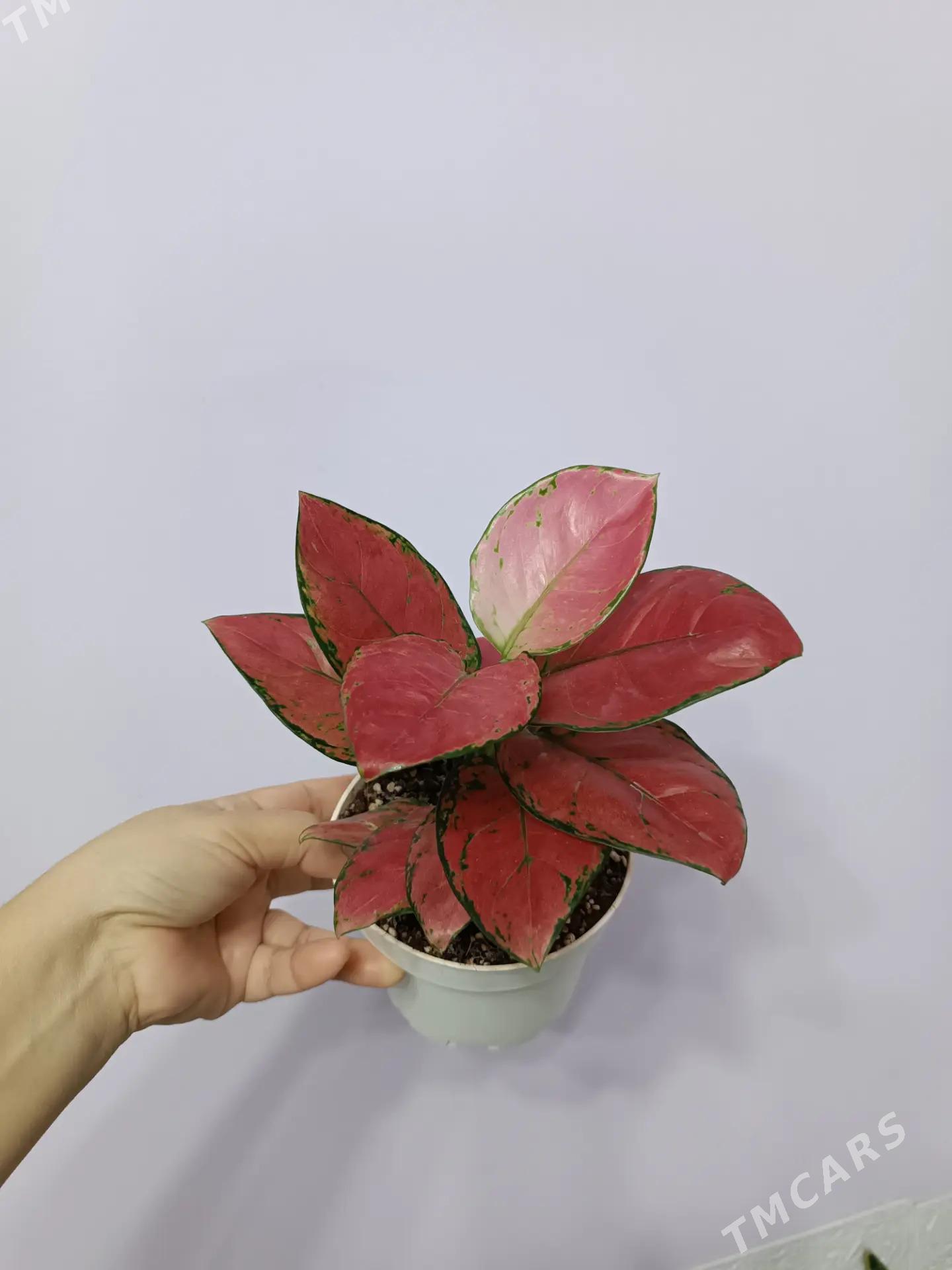 АГЛАОНЕМА ПИНК - Ашхабад - img 1