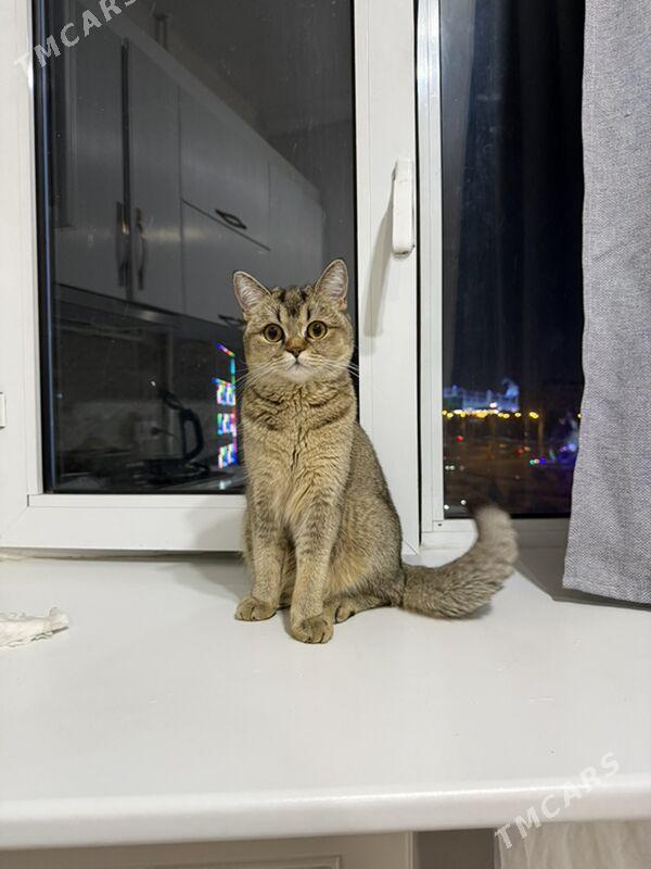 Ищем жениха Шиншилла - Aşgabat - img 1