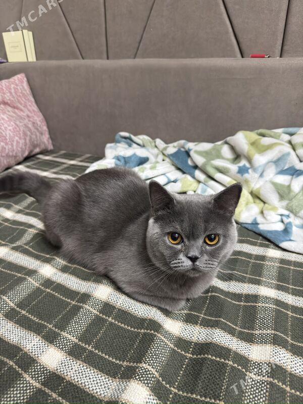 kopeltmane / для вязки - Арчабиль шаёлы - img 1