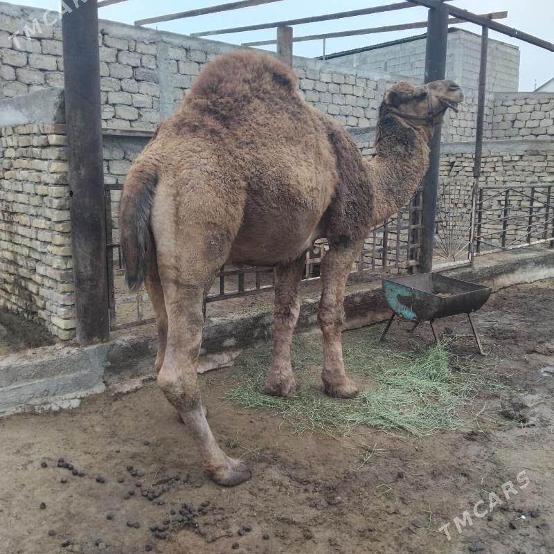 Düýe - Aşgabat - img 1