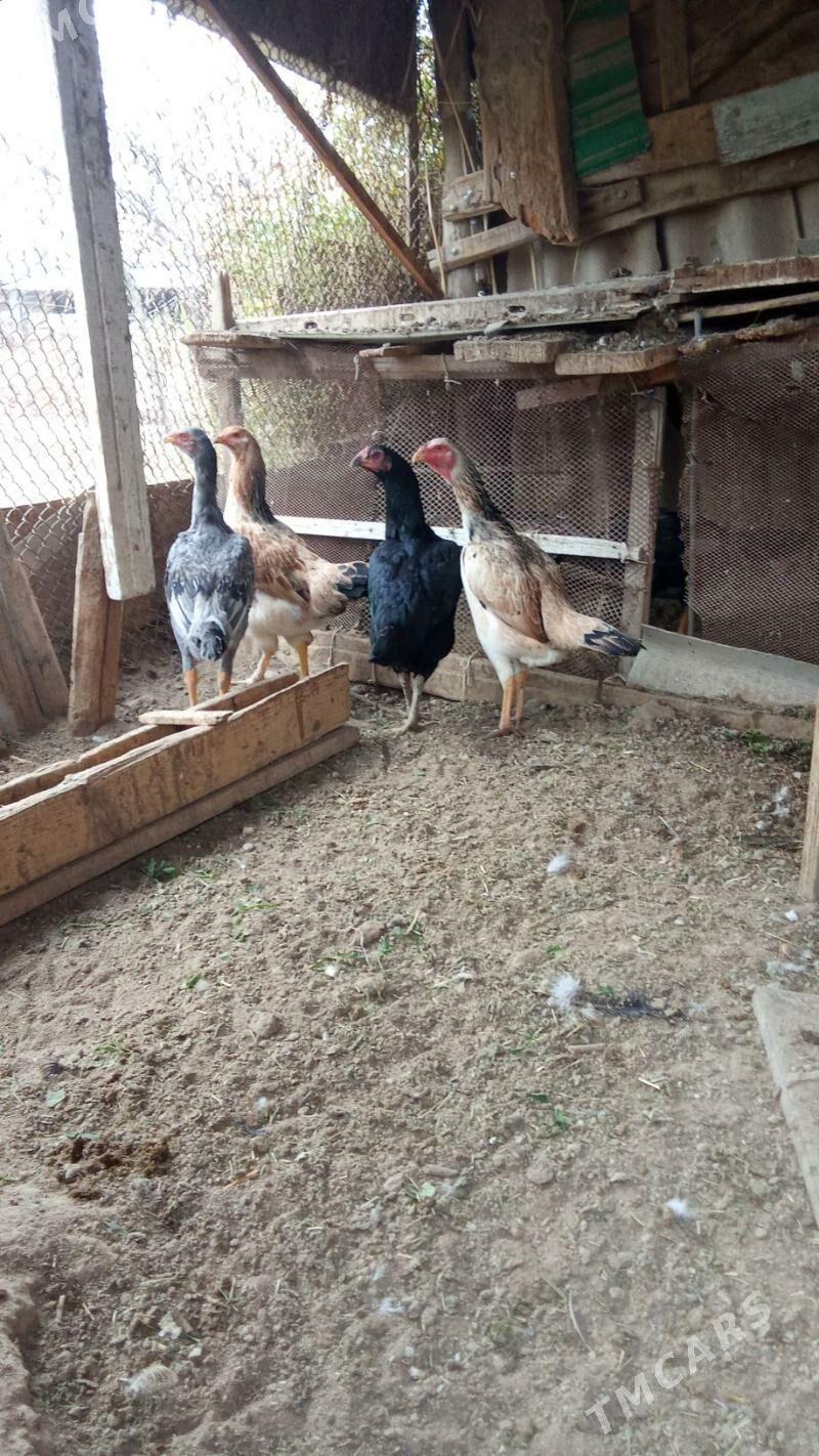 baýsok - Мургап - img 1