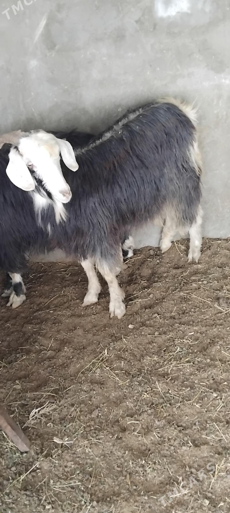 geçiler - Aşgabat - img 1