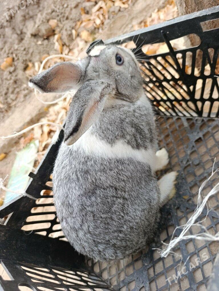 Towşan - Гороглы (Тагта) - img 1