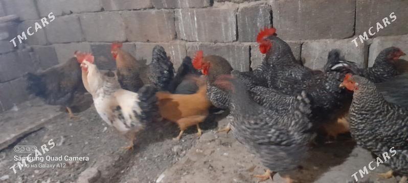 dominat towuk - Aşgabat - img 1