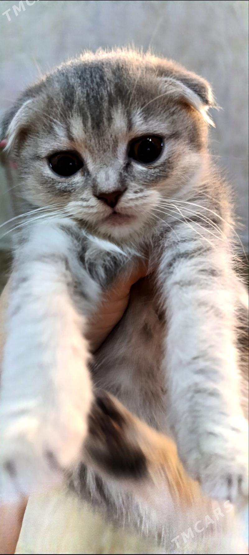 шиншилловая вислоушка - Türkmenbaşy - img 1