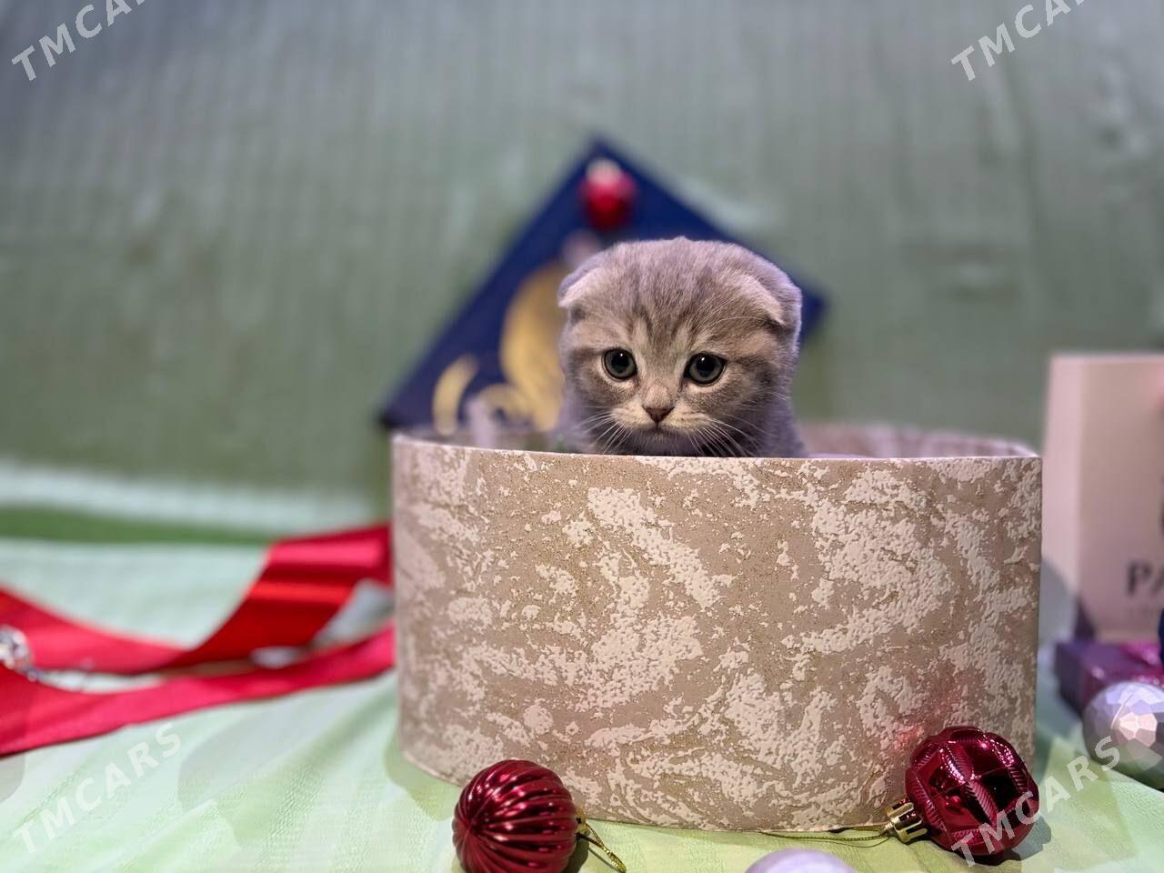 Шотландский вислоухий мальчик - Aşgabat - img 1