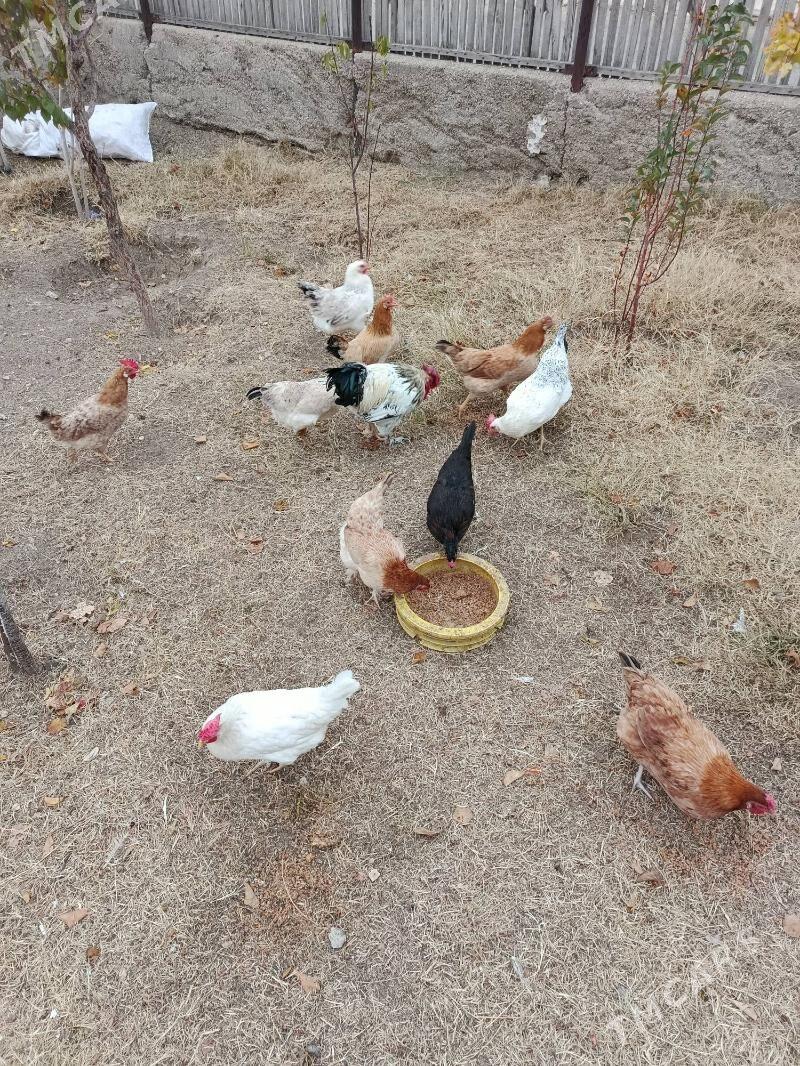 turkmen towuk - Balkanabat - img 1