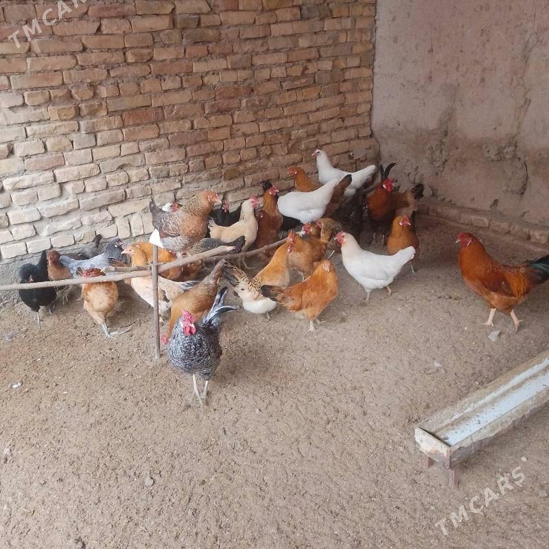 yas towuklar horazlar - Çärjew - img 1