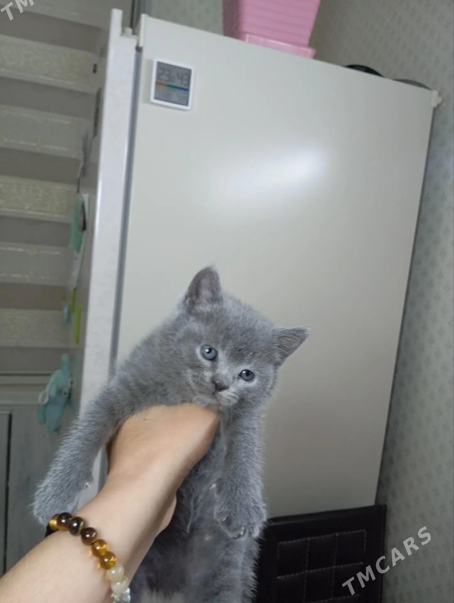 котята шотландские - Türkmenbaşy - img 1