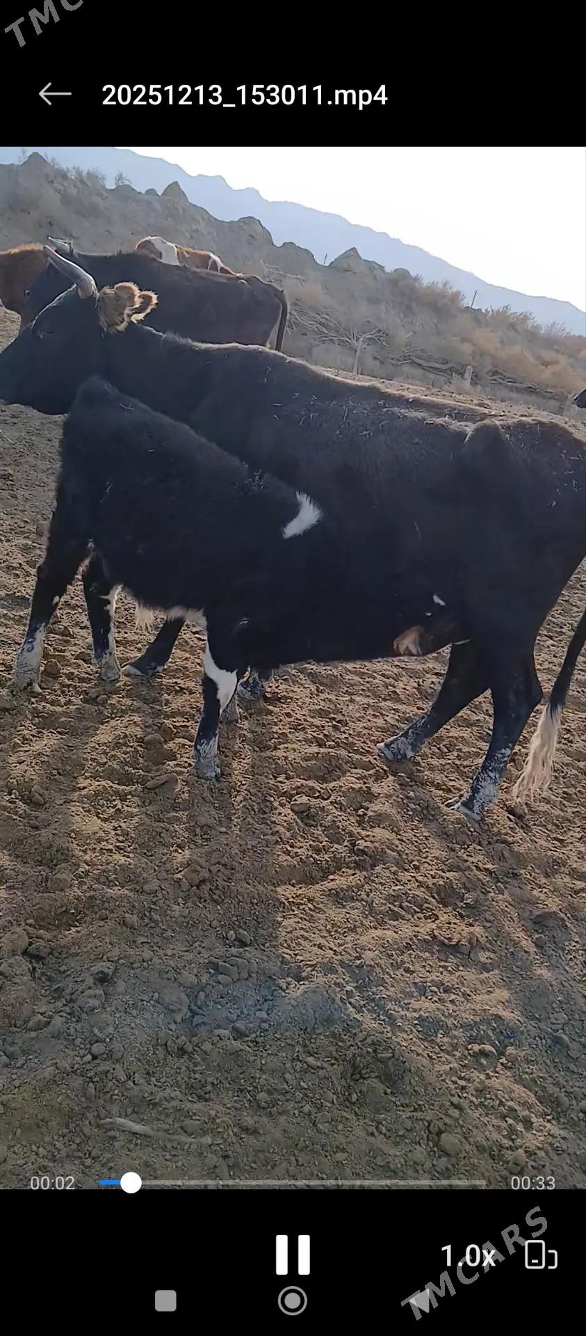 Gõleli sygyr - Bereket - img 1