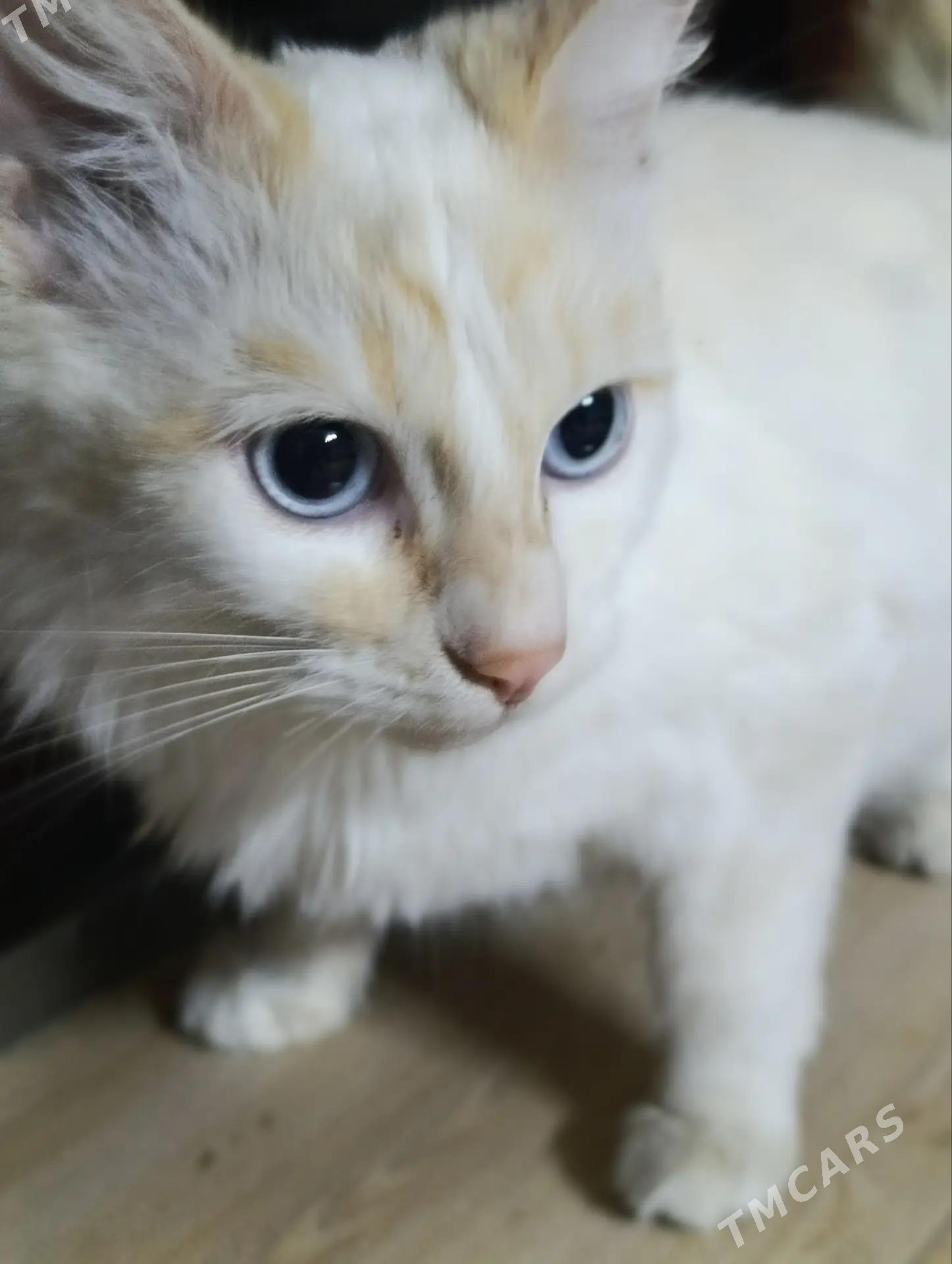 Pişik - Türkmenabat - img 1