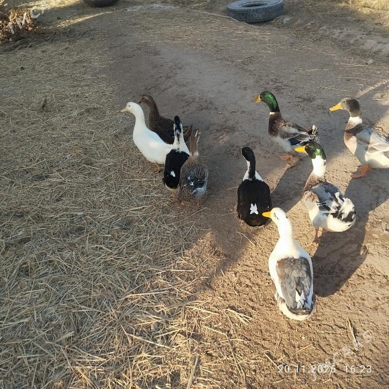 yasylbas - Чарджоу - img 1