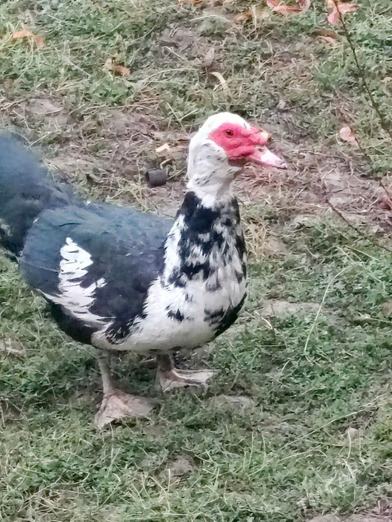 Muskus - Чарджоу - img 1