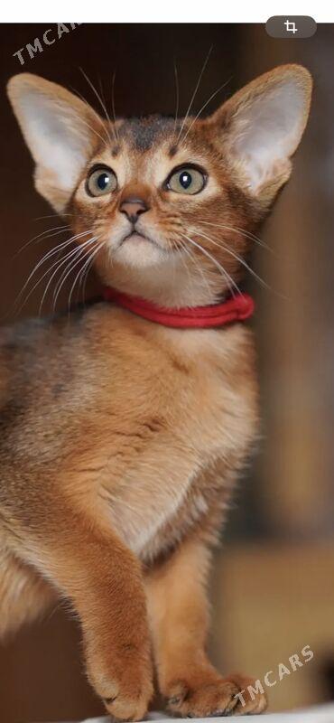 Котята Абиссинские Кошка - Ашхабад - img 1
