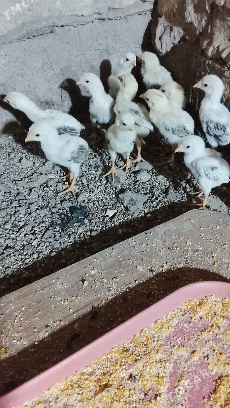 baes juje satlyk - Türkmenabat - img 1