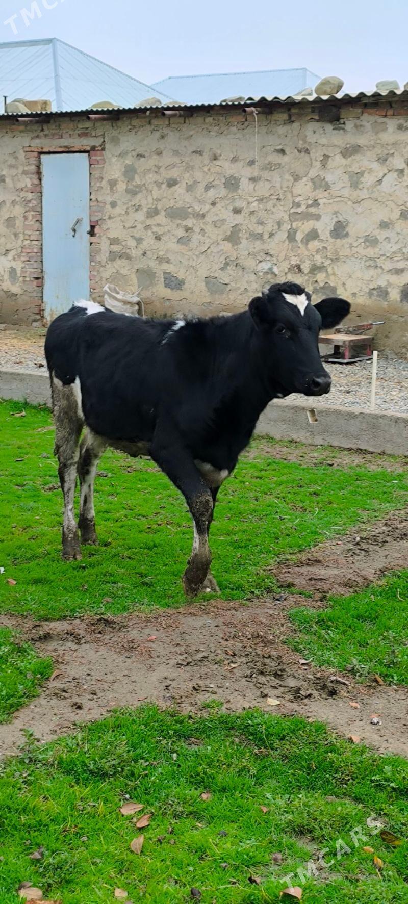 ala tuwe - Бахарден - img 1