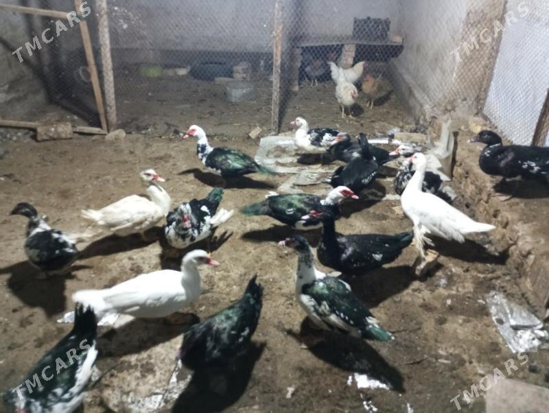 мускус ордек - Türkmenabat - img 1