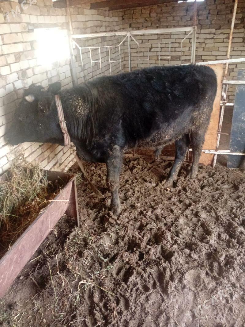 okuz yagdayy gowy - Murgap - img 1