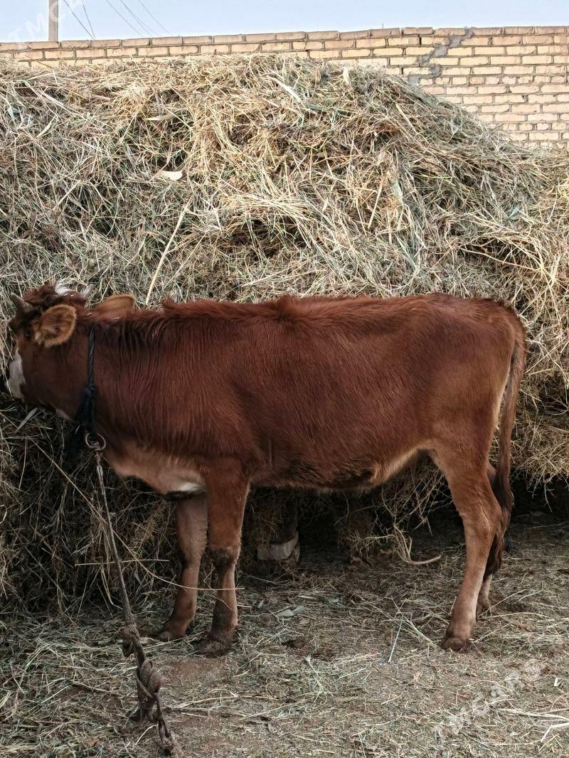 Gulajyn - Mary - img 1