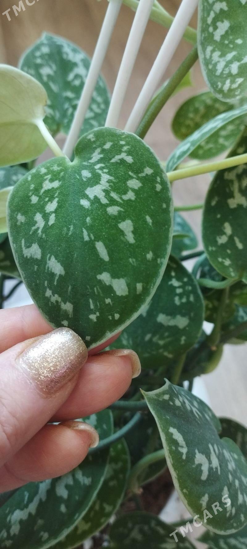 Сциндапсусы сортовые - Ашхабад - img 1