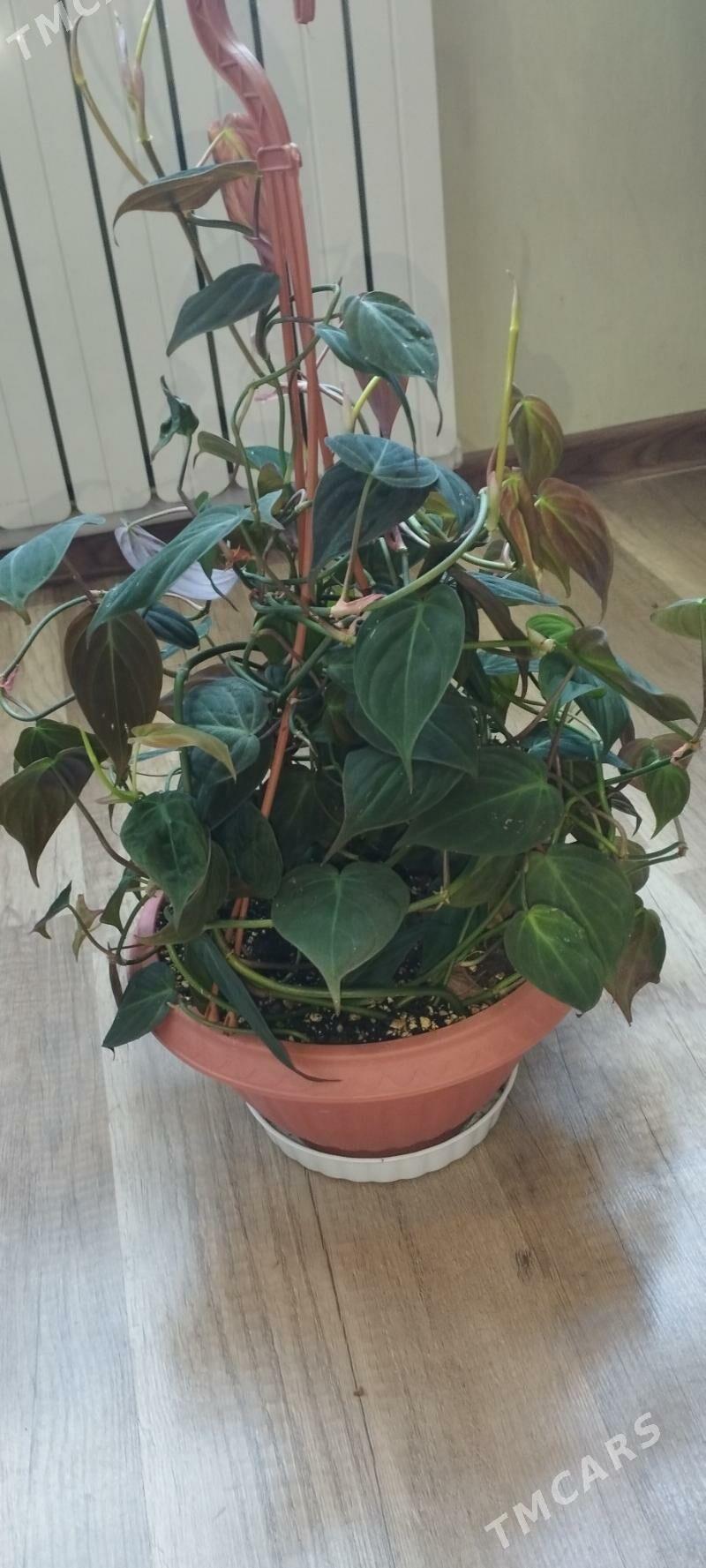 филадендрон Сортовые - Aşgabat - img 1